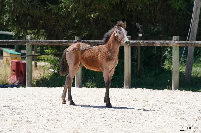 PEGASE DE BEAUVALLON