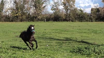 PALAM DES PRINCELETS