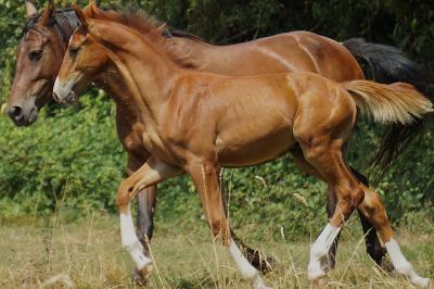 POWER DE FARJONNIERE