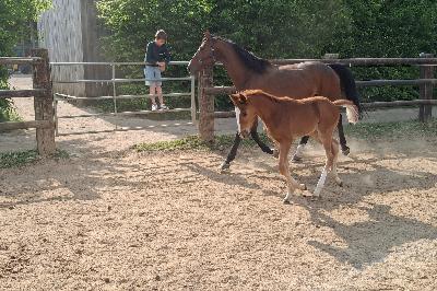 QUICKLY DE TROTEVAL