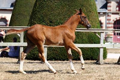 QALAMITY JANE DE TWIN