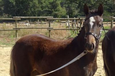 PRUDE DU TIGRE CELTE