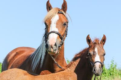 PEACENLOVE DES VIGNES