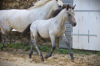 PLATINUM DE CHATELAIN
