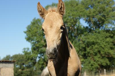PETIT PERLIN DE LEMA