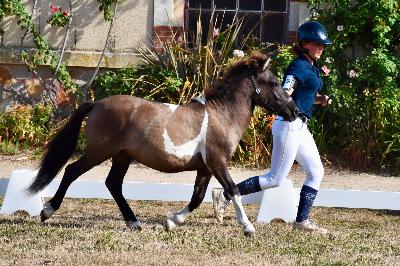 PEGASUS DU MINERET