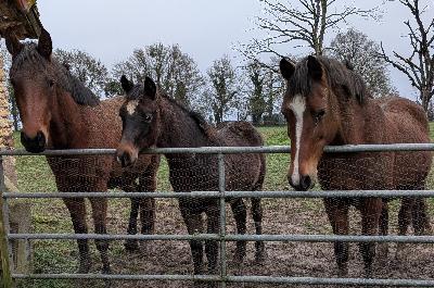 PALAM (au milieu) quelques jours avant le sevrage