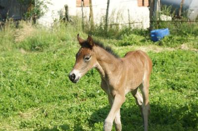 PASSE PARTOUT DE LEMA