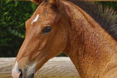 PIXAR DE FARJONNIERE