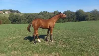 PHéLINE DOMERGUIE