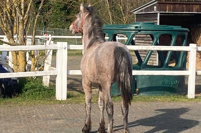 PEGASE DE BEAUVALLON