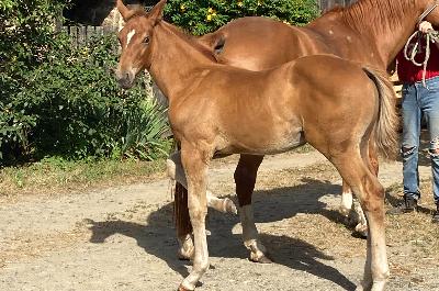 POPSTAR DES KATVENTS