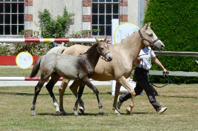 POLLUX DU VANDY