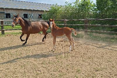 QUICKLY DE TROTEVAL