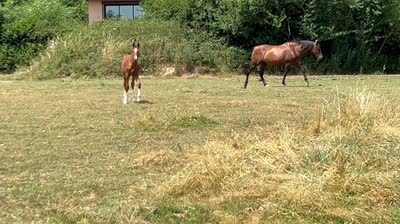 POWER DE FARJONNIERE