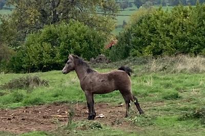 P&eacute;gase 8 mois