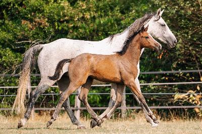 QASTILLE D'AMEA