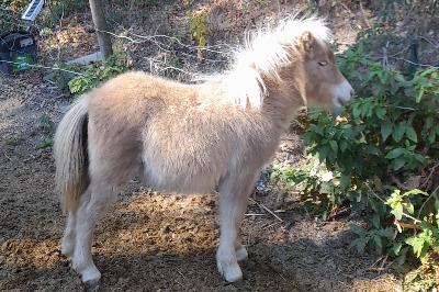 PAMPELUNE VAL D EMERAUDE