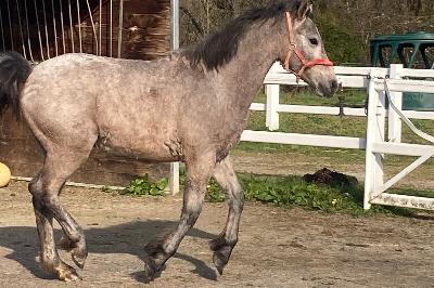 PEGASE DE BEAUVALLON