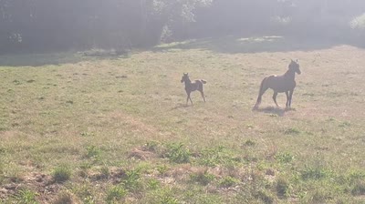 PALAM DES PRINCELETS