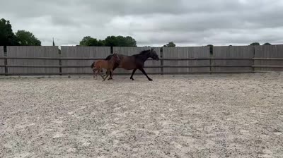 POLO II DES BICHES