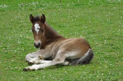 PRUDE DU TIGRE CELTE