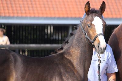 QUOGNAC D'ECAMES