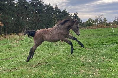 p&eacute;gase 8 mois saut dans le pr&eacute;