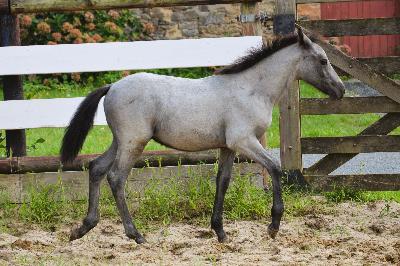 PLATINUM DE CHATELAIN