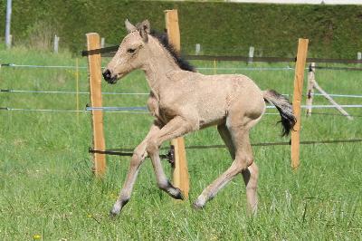 Qrystalle de Sulmane - 26/04/2026