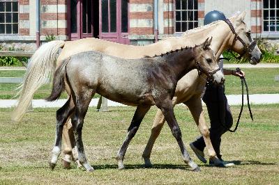 POLLUX DU VANDY