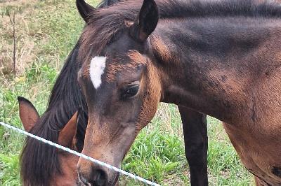 PALAM DES PRINCELETS