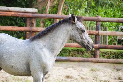 PLATINUM DE CHATELAIN