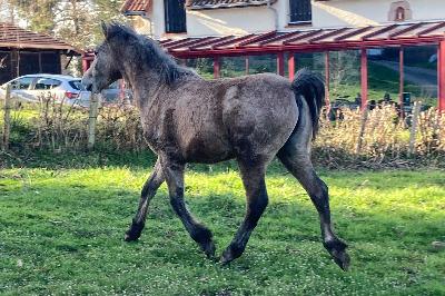 PEGASE DE BEAUVALLON