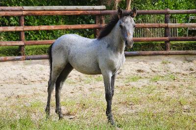 PLATINUM DE CHATELAIN