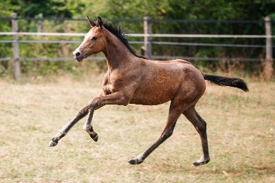 QASTILLE D'AMEA