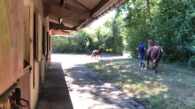 PÉGASE DE LAUNAY