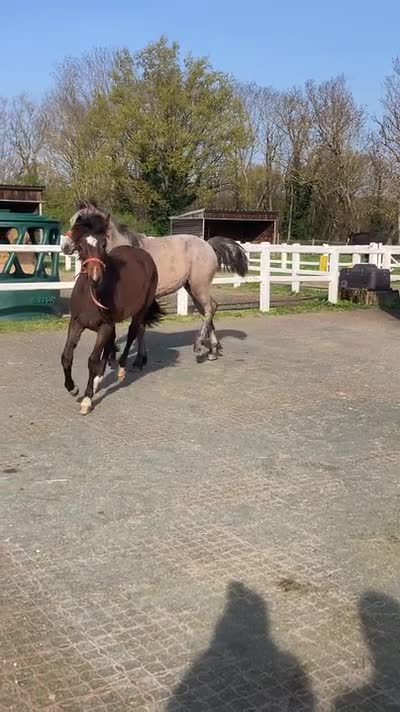 PEGASE DE BEAUVALLON