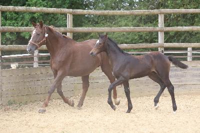 CAPUCINE DES LAQUAIS