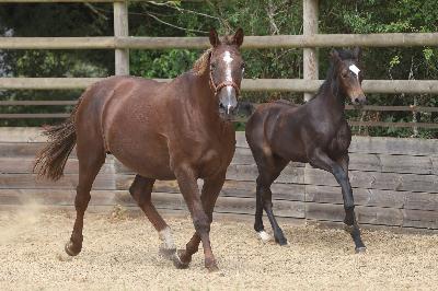 CAPUCINE DES LAQUAIS