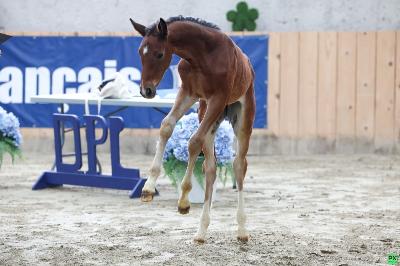 FLAMENCA DE LA VIOLLE