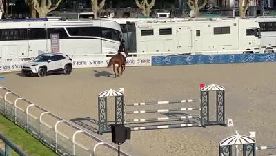 GUINESSE GRISABELLES