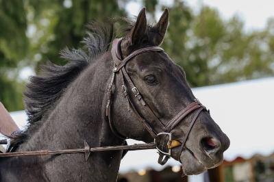 IN EXTREMIS D&#039;AZUR