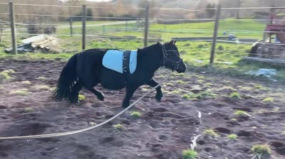 JASMINE DE LA VALLEE