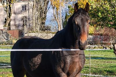 JET&#039;STAR DE DIENAY