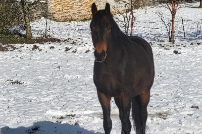 JET&#039;STAR DE DIENAY