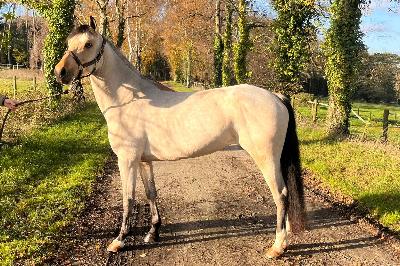 JOYEUSES PAQUES D'AY