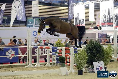 JAVA&#039;S QUEEN NUMENOR