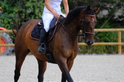 JEWEL DES MOULIERES
