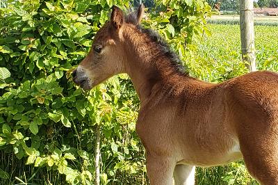 merry star par very star kerveyer